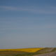 roadside sunflowers