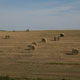 hay