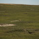 prairie dog