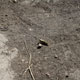 noisy grasshopper