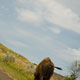 roadside hazard