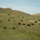 ...where the cows roam