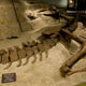 museum of the rockies