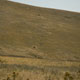 lone bison