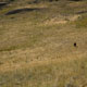 bison