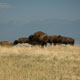 bison herd