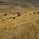 bison herd