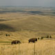 bison herd