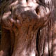 tree w/ nose
