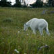 mountain goat