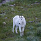 mountain goat