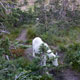 mountain goat & kid