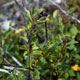 huckleberries, aka bear food!