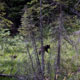 black bear cub