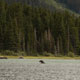 female moose keeping cool