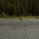 female moose