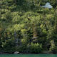 black bear