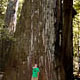 first road trip: redwoods