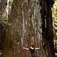 first road trip: redwoods