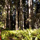 first road trip: redwoods