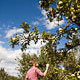 apple picking