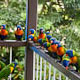 mike in australia: lorikeets on magnetic island
