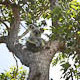 mike in australia: disturbed koala