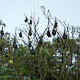 mike in australia: flying fox bats of sydney
