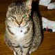irritated tiberius