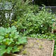 overgrown garden