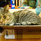 free shipping (to good home)