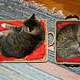 fat cat, skinny cat