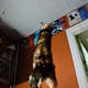 clementine learns to fly
