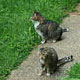 chunky and mr slim