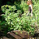 gardening