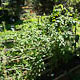 tomato patch