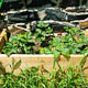 strawberry patch