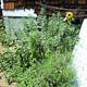 herb garden