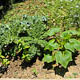 kale, basil, squash, coriander