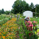 picking flowers at dr. fish's