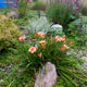 garden flowers