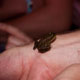 toad of buddyland